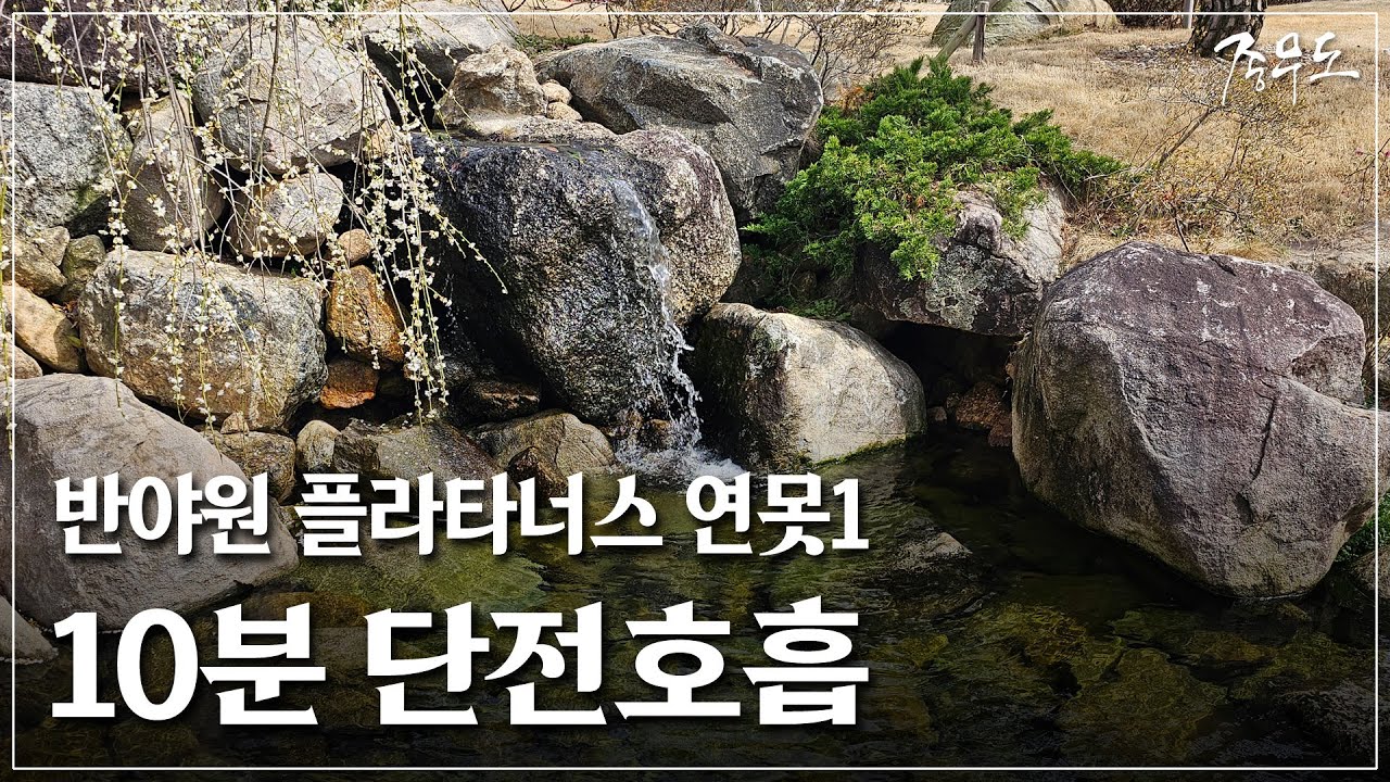 [10분 단전호흡] 반야원 플라타너스 연못1