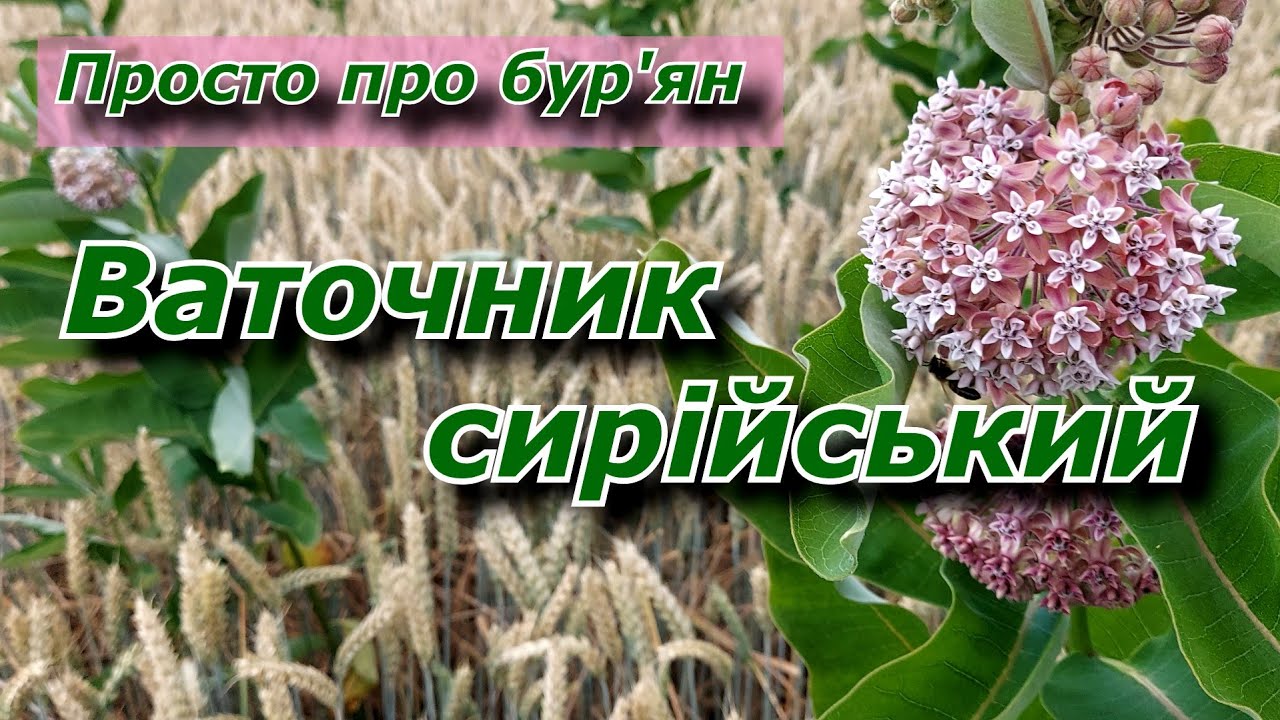 Ваточник сирійський. Просто про бур'ян.