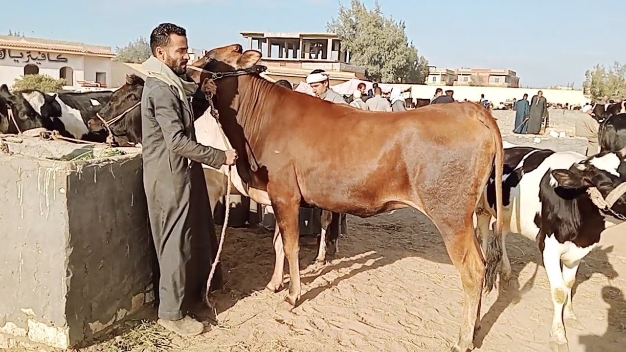 اسعار العجميات البقري اللحم في سوق الدلنجات بحيره يوم 3/5/2025