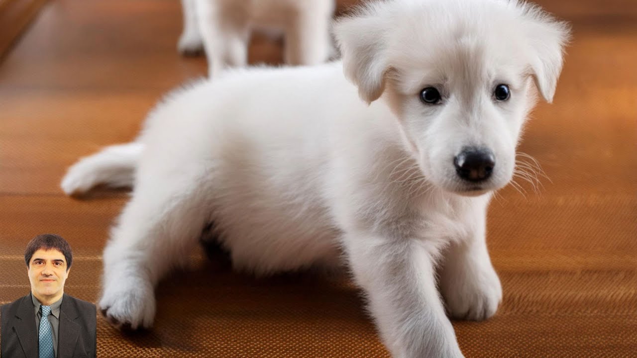 Bouncy steps, cheerful yips, and a house full of playful chaos. 0216 2 #naturalmoments #cute puppies