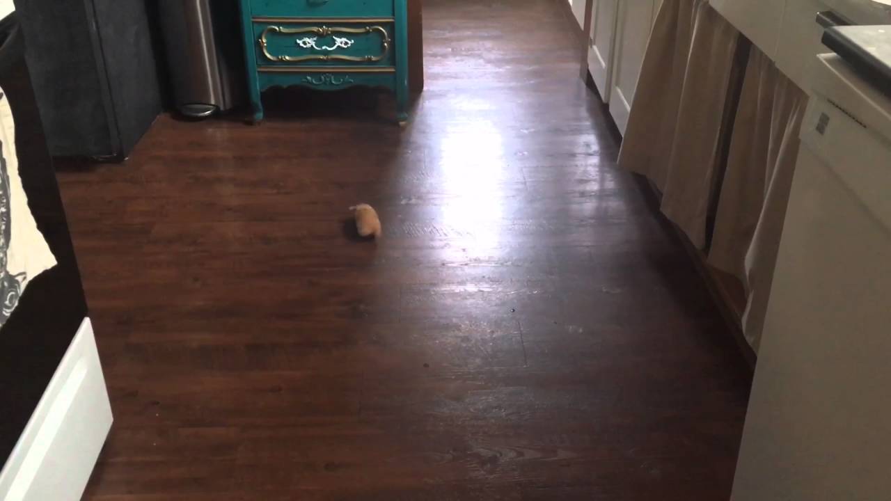 Hamster makes himself dizzy: Gizmo falls down