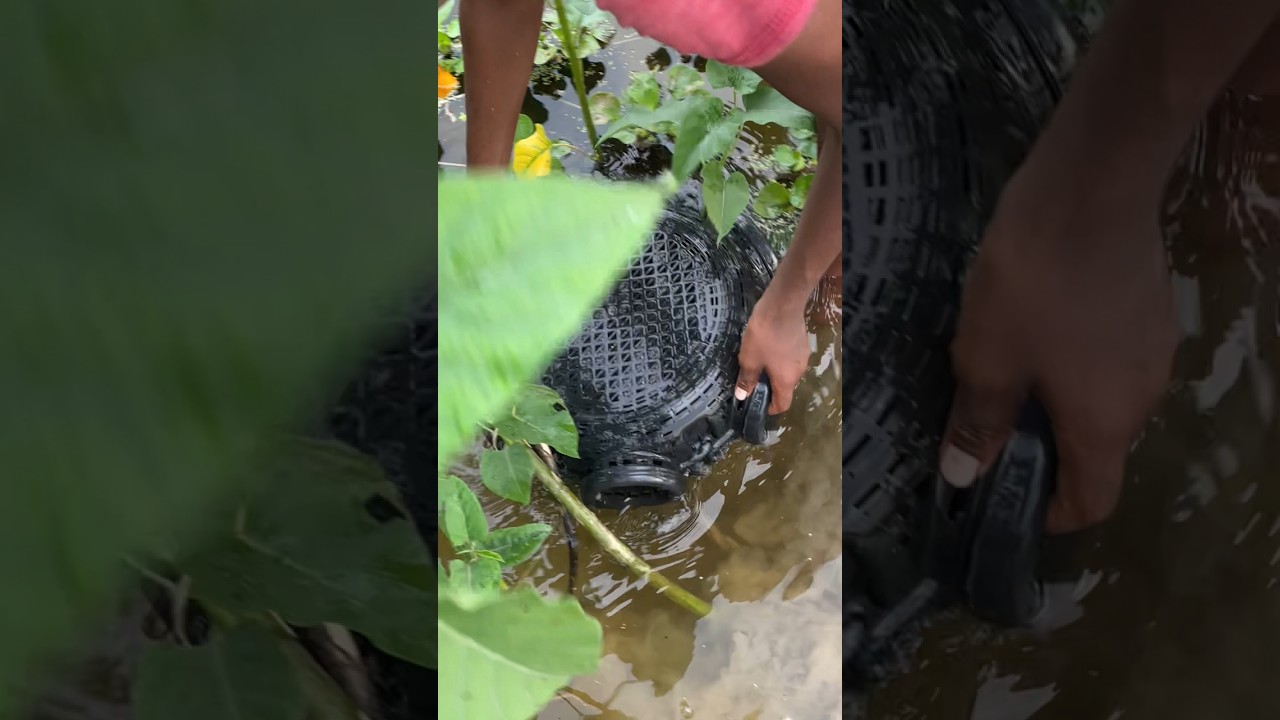 Asian village fishing video #shorts