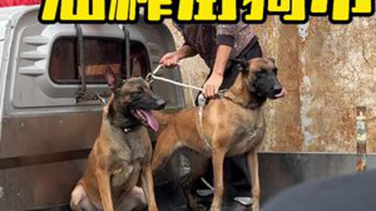#贵阳狗市 #捡漏好狗 #科目马犬 中国（贵阳）油榨街狗市 每个周六上午八点🕗开市 大型犬/宠物狗的聚集地 大家看看都有什么好狗#狗市大集 #批发市场