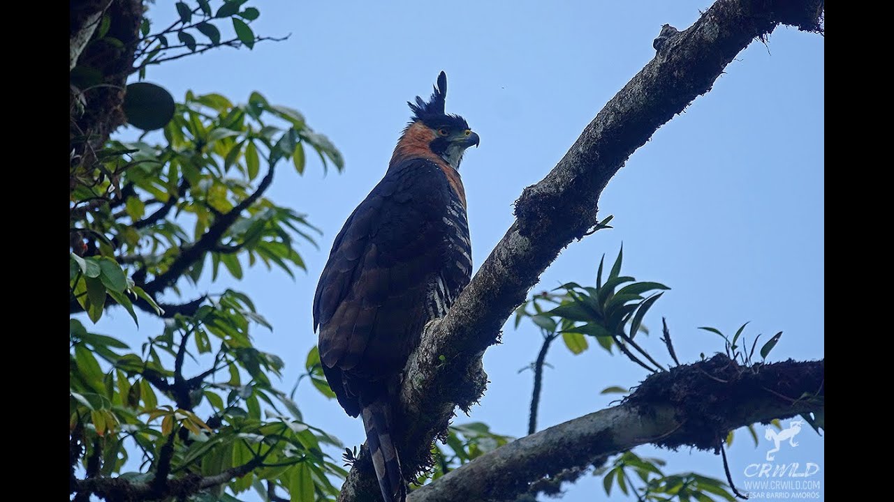 LAS MAS BELLAS AVES DE COSTA RICA (Aguila de copete y quetzal)