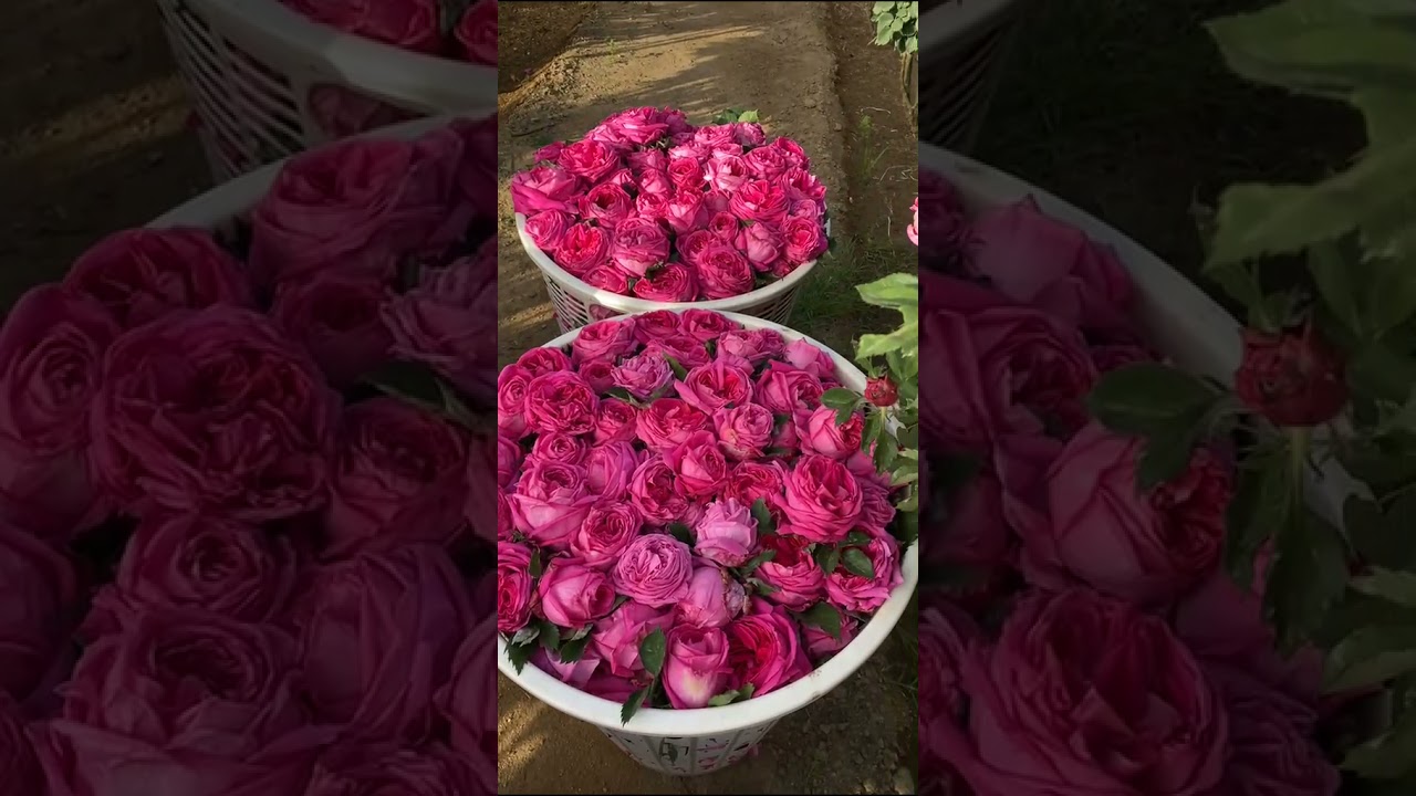 زيارتي لمزرعة كوبان للورد بمحافظة ميسان صباح هذا اليوم الثلاثاء ٢٤ / ٨ / ١٤٤٢هـ