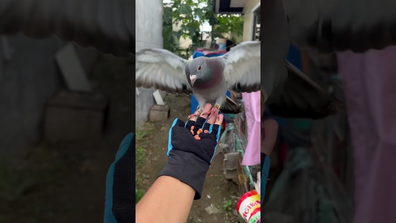 Recall Training Racing pigeon #pigeon #amazingpigeon #bird #pigeon101 #kalapatids #kalapati