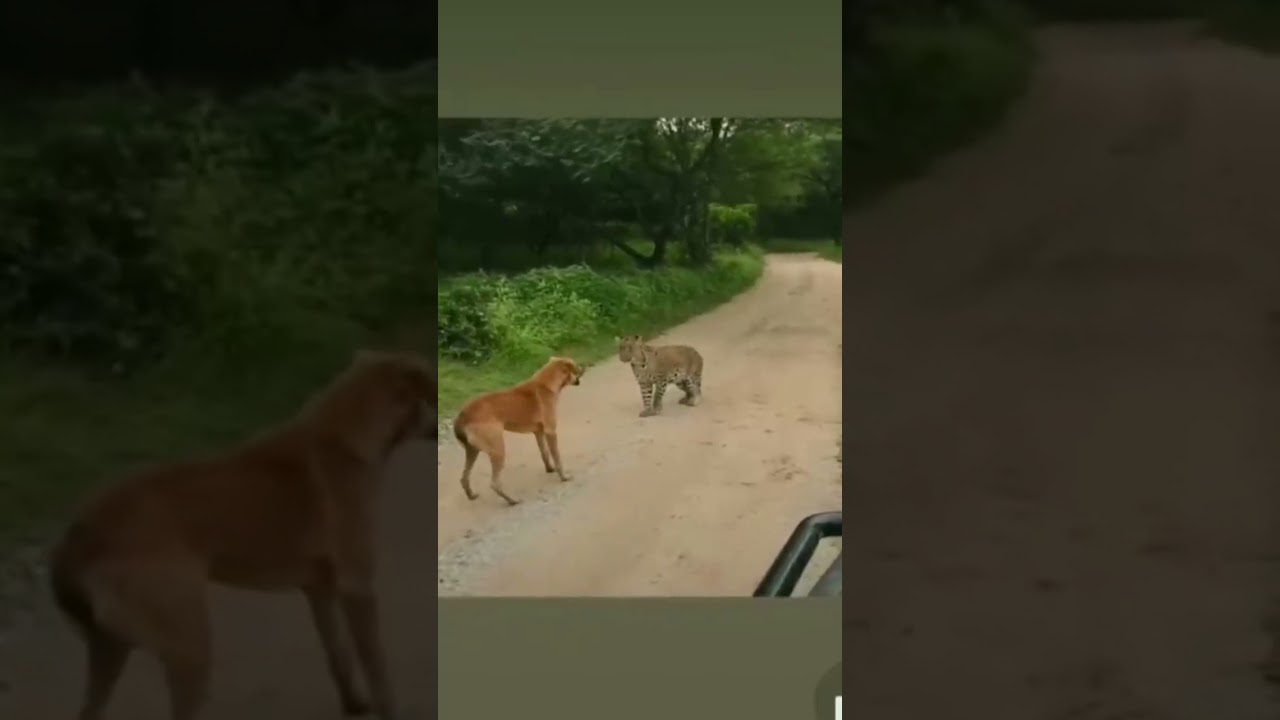 There is no dog breed that can kill a tiger, lion, or jaguar in a one-on-one fight