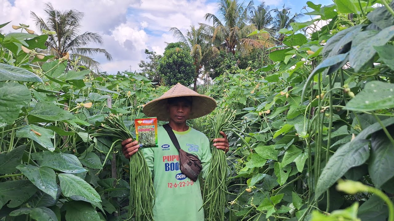 Wow!! Petani full senyum hasil panen lebih banyak KACANG PANJANG BARADA TV AURA SEED