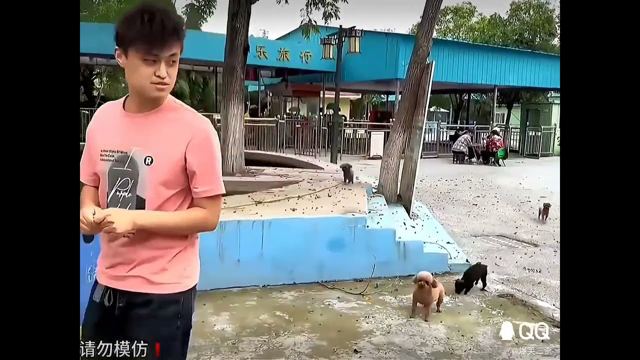 狗王逗狗系列1