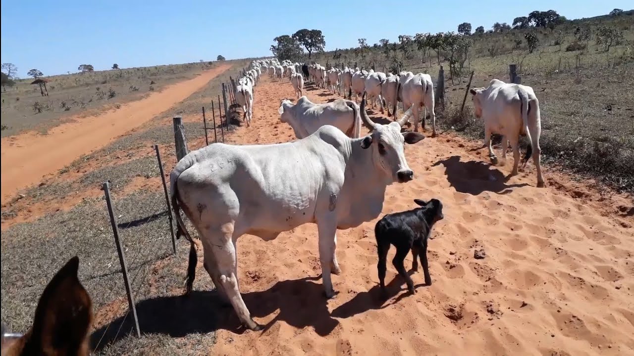 As nelore sendo nelore ,dia de juntar a maternidade#agro #fazenda #pecuarista #gado #vida #viral 