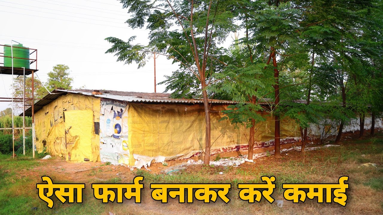 Poultry farm setup good source of earning of a farmer