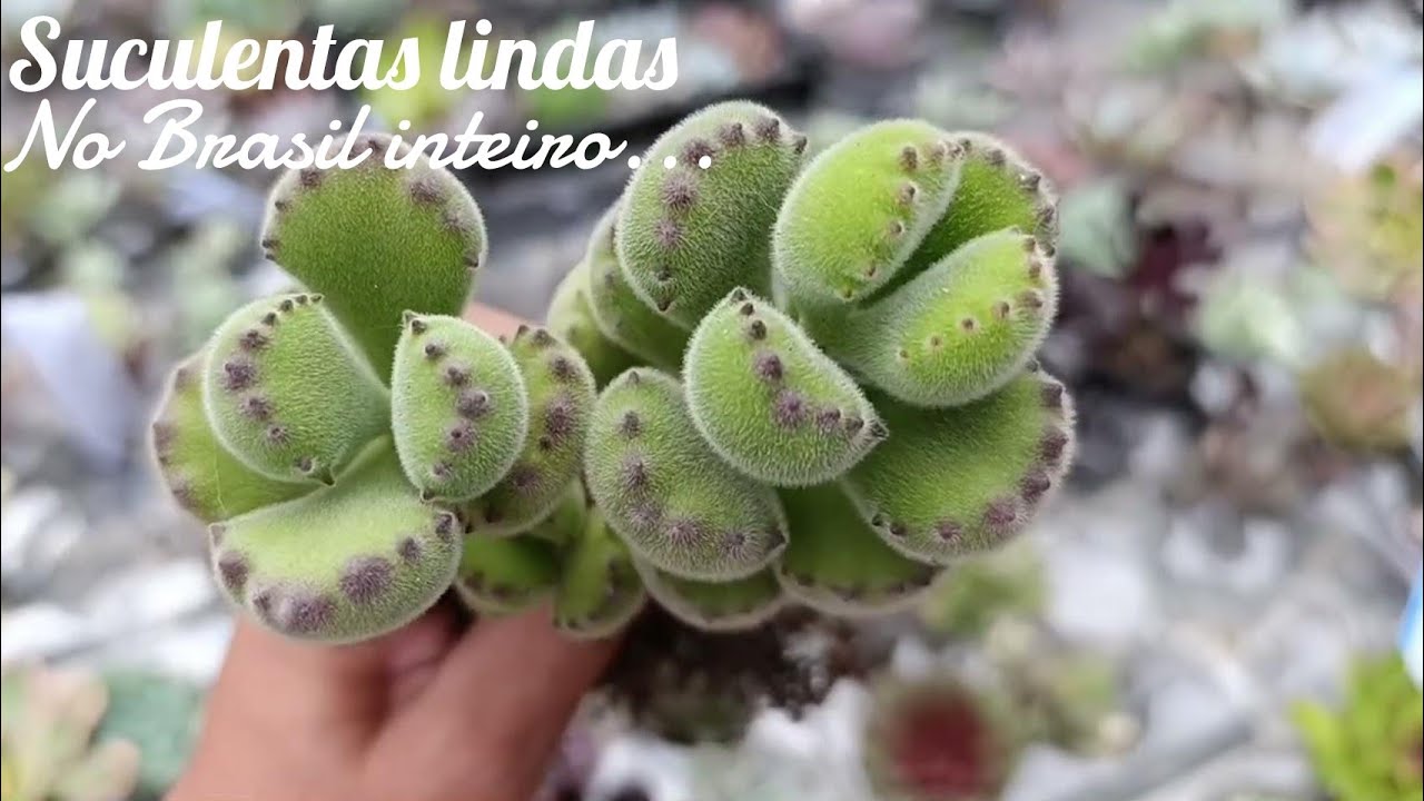 Como são os últimos dias das suculentas em nosso jardim.