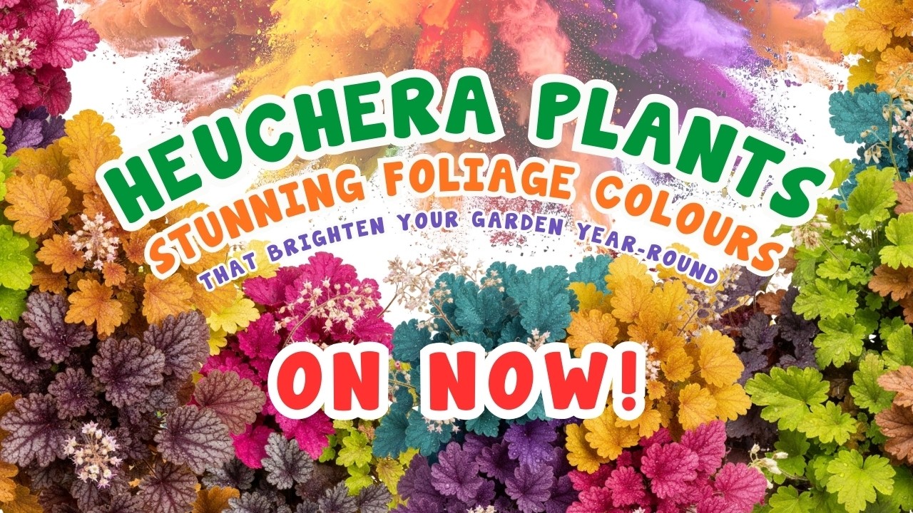 Heuchera Plants: Stunning Foliage Colours That Brighten Your Garden Year-Round
