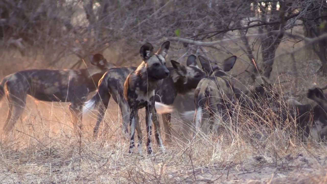 Hunting with the Wild Dogs of Mana Pools