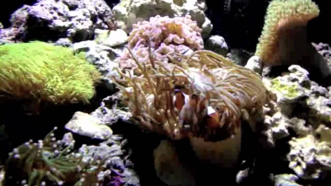 Clownfish Hosting - Finally...