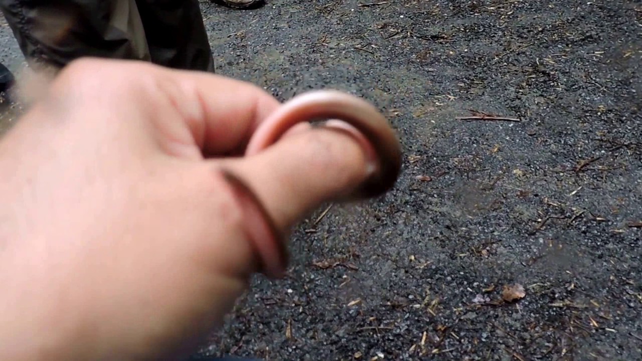 Capital Naturalist: Eastern Wormsnake