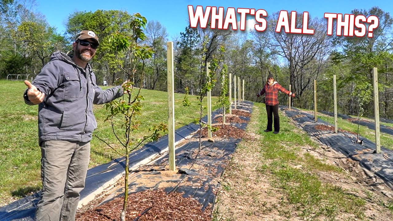 Why Are We Doing The Fruit Trees Like This???