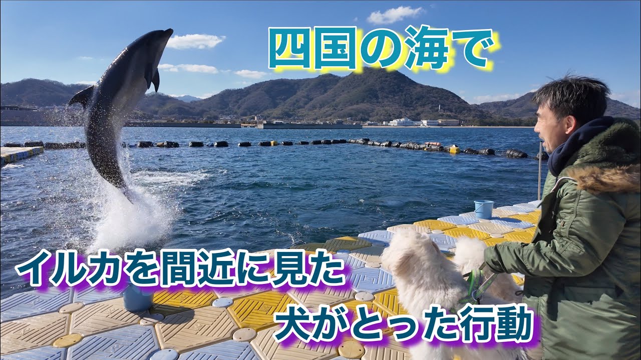 【愛犬たちを誘うイルカが可愛すぎた】デュカトキャンピングカーで愛犬と車中泊旅！　＃キャンピングカー旅＃四国＃ゴールデンドゥードル