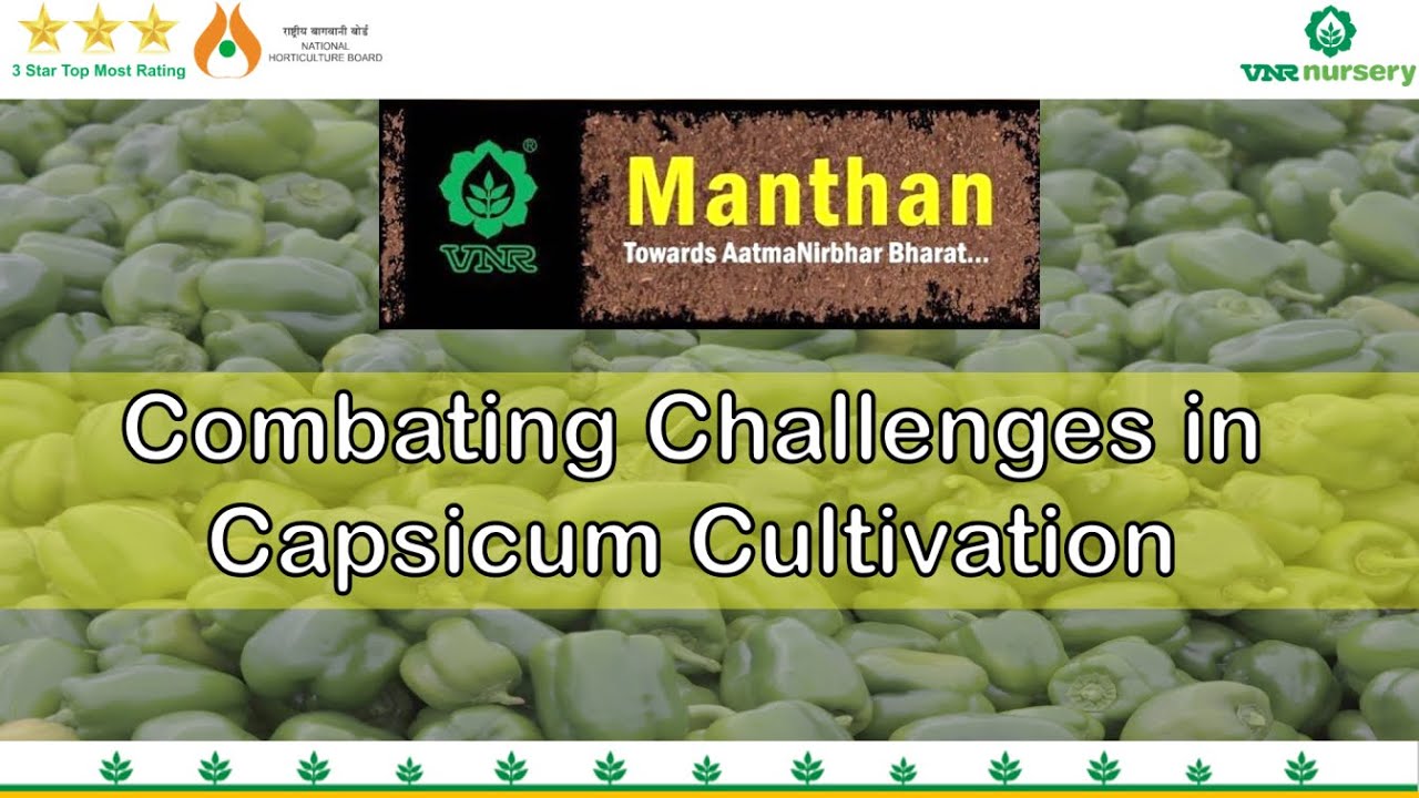 VNR Manthan- Combating Challenges in Capsicum Cultivation
