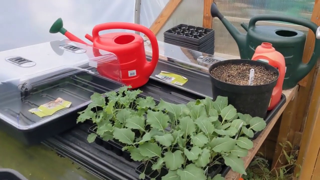 UK ALLOTMENT WINTER 2020 ~ Winter Veg Catch Up & A Nice Cup Of Tea!