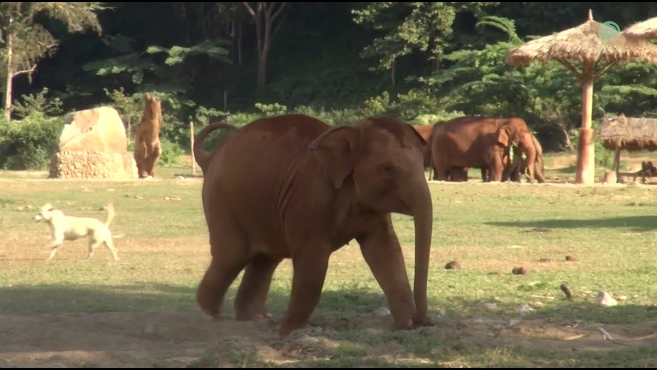 LekLek, The Naughty Baby Elephant Playtime With Dogs - ElephantNews