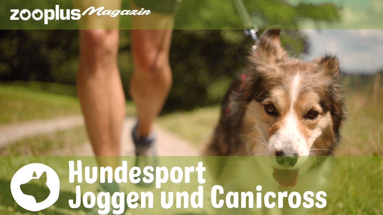 Joggen & Canicross: Laufsport für Hund und Mensch | zooplus Magazin