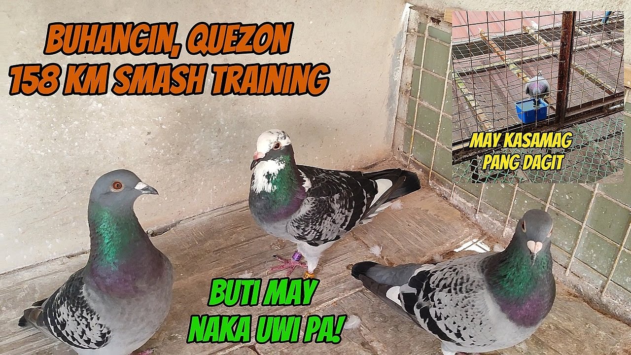 BUHANGIN QUEZO 158 KM SMASH TRAINING NA NAMAN - MAY TUMUKOD SA LOFT NATIN
