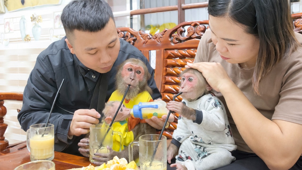 Top Best Cubis and CuTis Moments 2026  Cute & Funny Monkey Compilation 🐵🎬