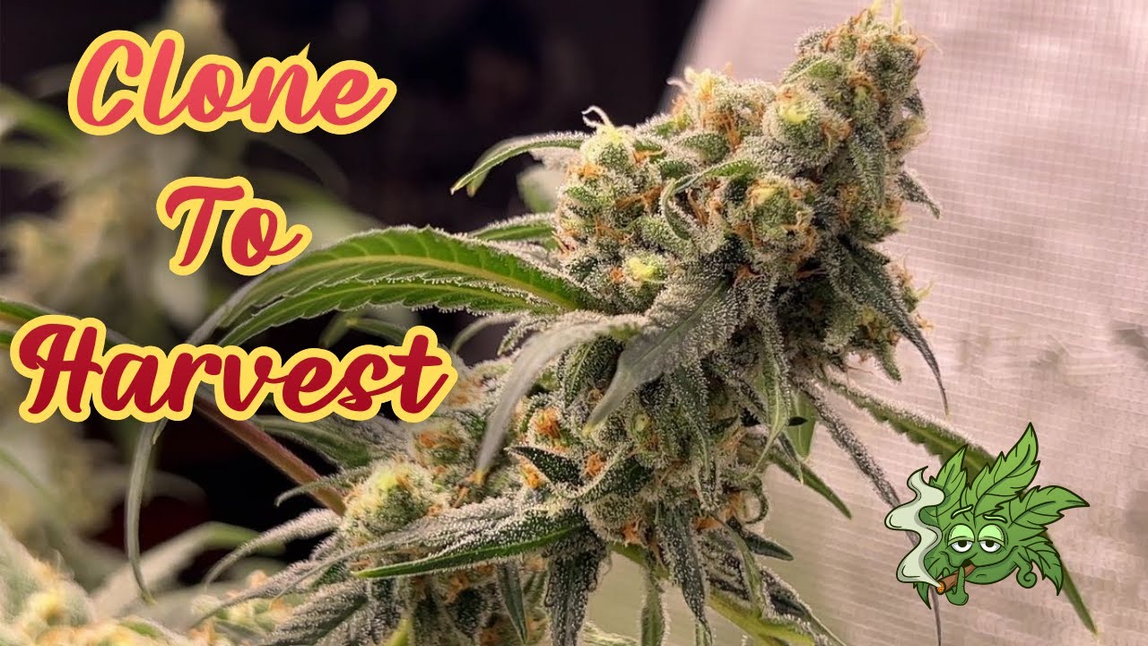 Clone to Harvest Documentary︱Seedsman Jack Herer , Jelly Breath , Kush Mints