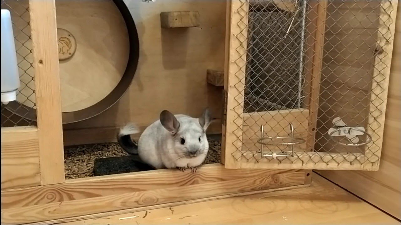 Adopcja, sklep zoologiczny, ferma - skąd wziąć Szynszyle?