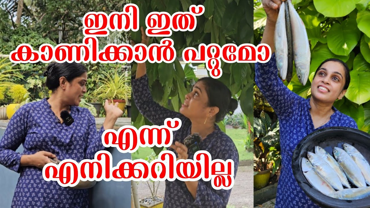 ഇത് കാണിക്കാൻ പറ്റുമോ/അയില കിട്ടിയാൽ ഇങ്ങനെ കറി വെയ്ക്കൂ ചാറിനു പോലും നല്ല രുചിയാ/kerala Ayala Curry