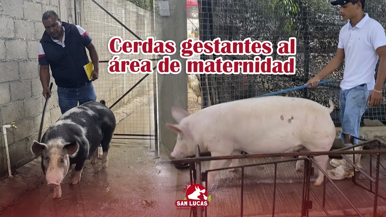 Cerdas próximas al parto | Cambio al área de maternidad | Granja San Lucas