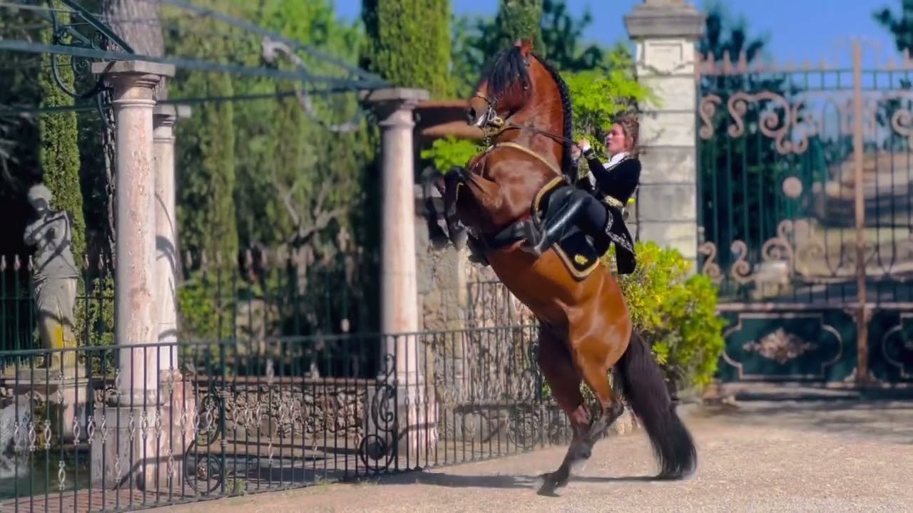 Spectacle equestre