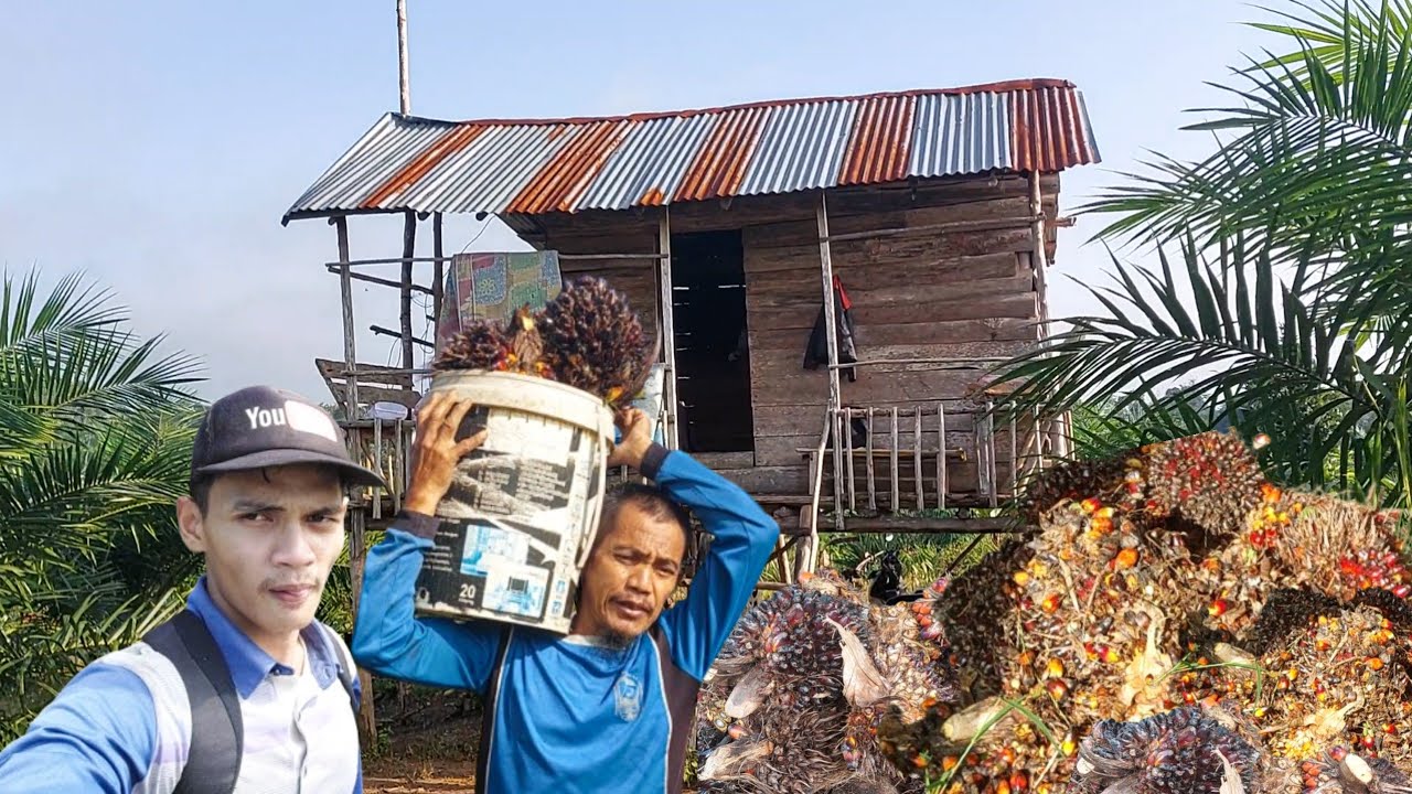 Alhamdulillah Panan kelapa sawit perdana di kebun