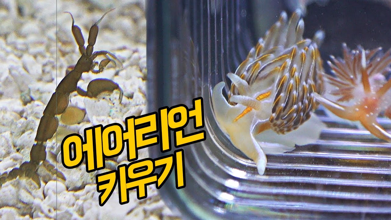 토종해수어를 집에서 키워보자 (갯민숭달팽이 10마리, 바다대벌레)