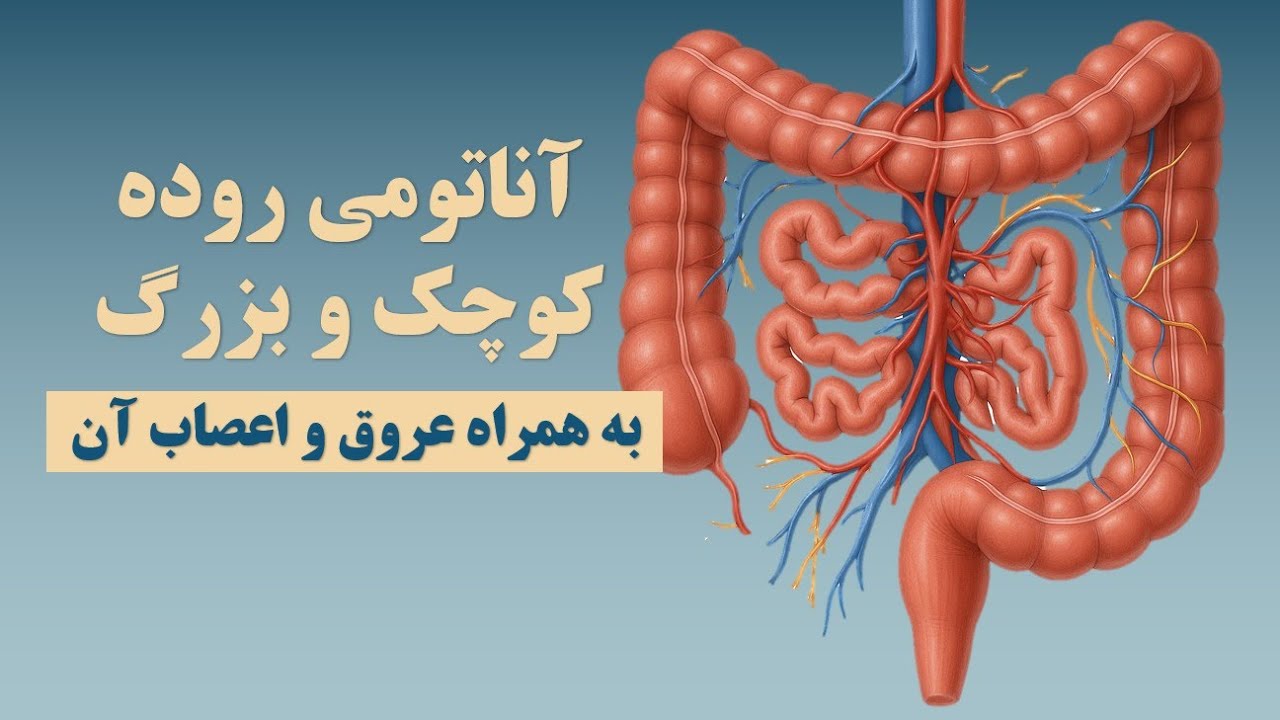 آناتومی روده کوچک و بزرگ به همراه عروق و اعصاب آن