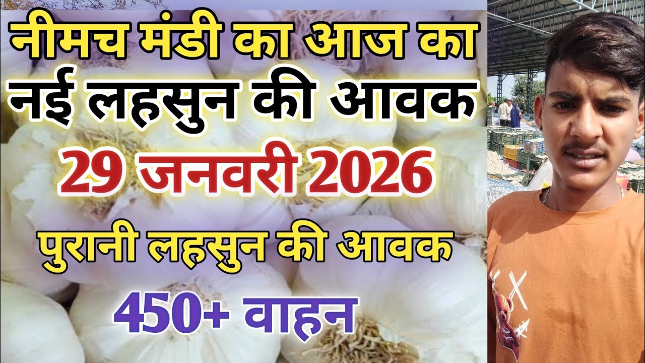नीमच मंडी आज लहसुन के नये भाव/नीमच मंडी भाव आज/नीमच मंडी लहसुन भाव
