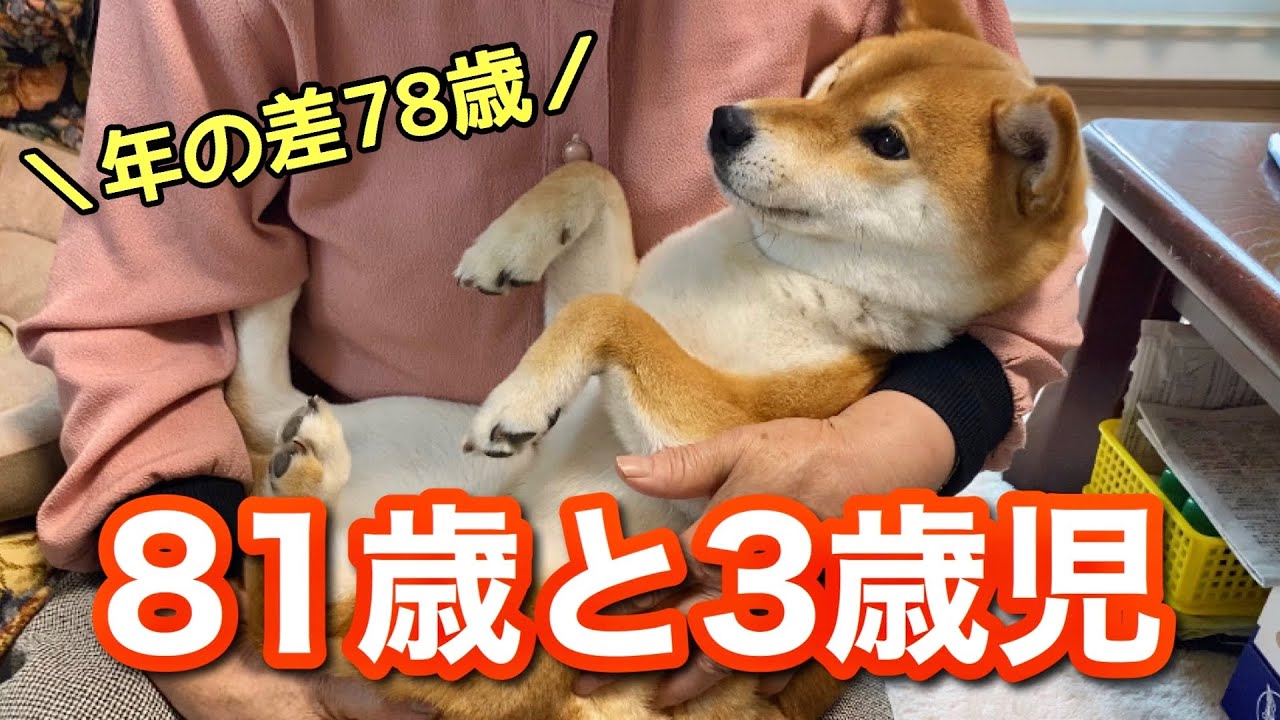 【柴犬】81歳のおばあちゃんに甘える3歳の愛犬。2人の年の差78歳！