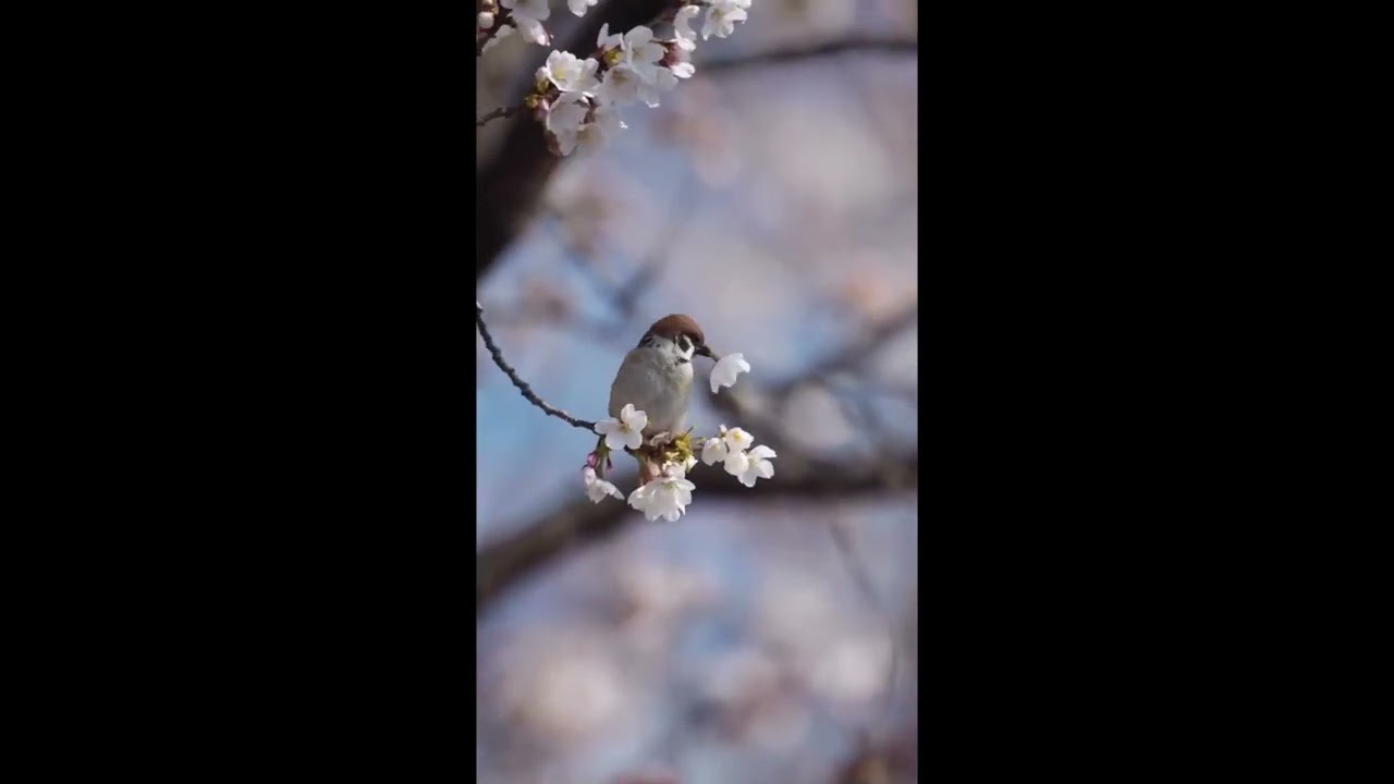 Surah al fatiha beautiful tilawat ♥️سورة الفاتحه تلاوت 