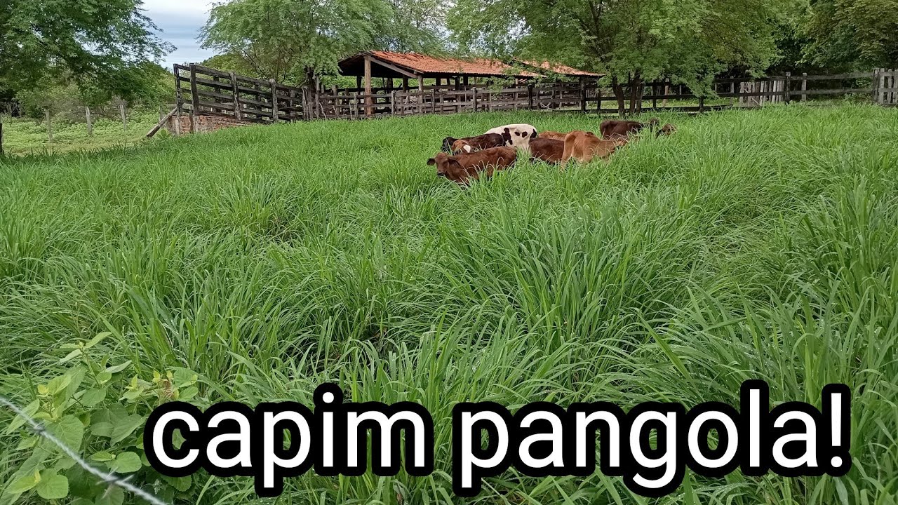 Qual o melhor capim para terrenos arenosos? conheça e aprenda como plantar o capim pangola!