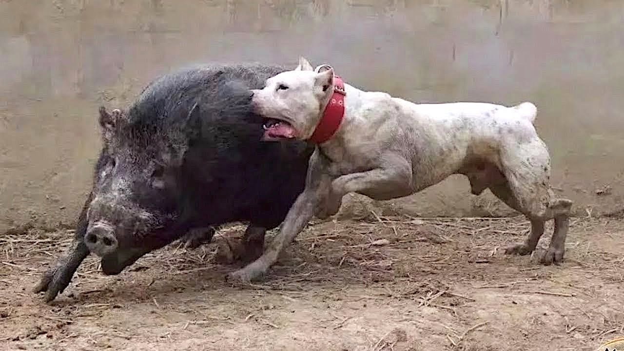 10 ENTRA&Icirc;NEMENTS DE CHIENS DANGEREUX ET INTERDITS | Lama Fach&eacute;