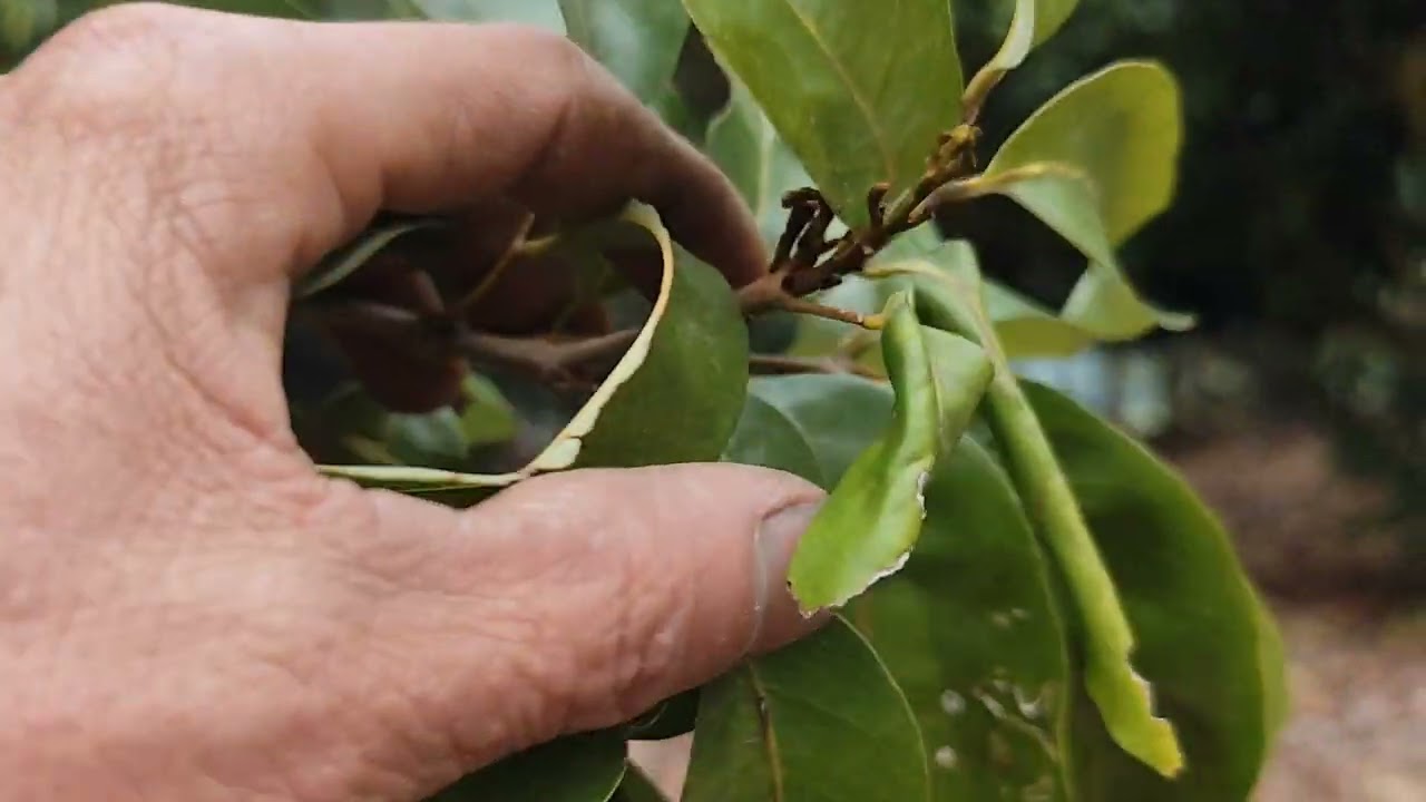 Vai u hồng gép như này thì 