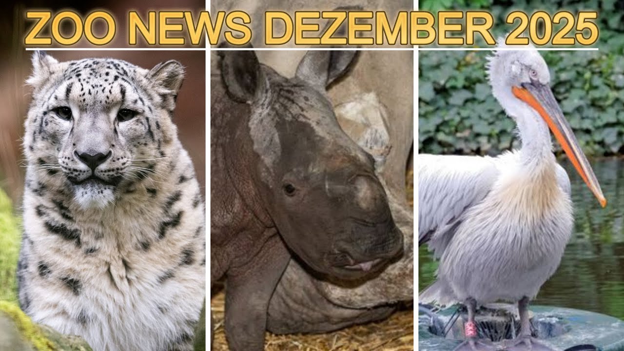 Dezember 2025: Nürnberg hält wieder Schneeleoparden und Vogelgrippe in Leipzig | Zoo News #34