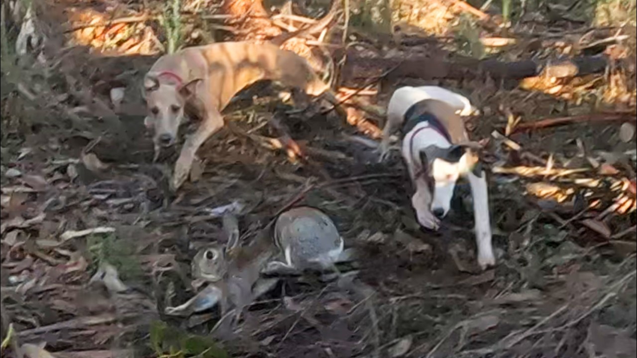 ¡Cacería con los Whippet! ¡Mi Beagle Muestra como Perdiguero! Galgo vs Conejo 2024