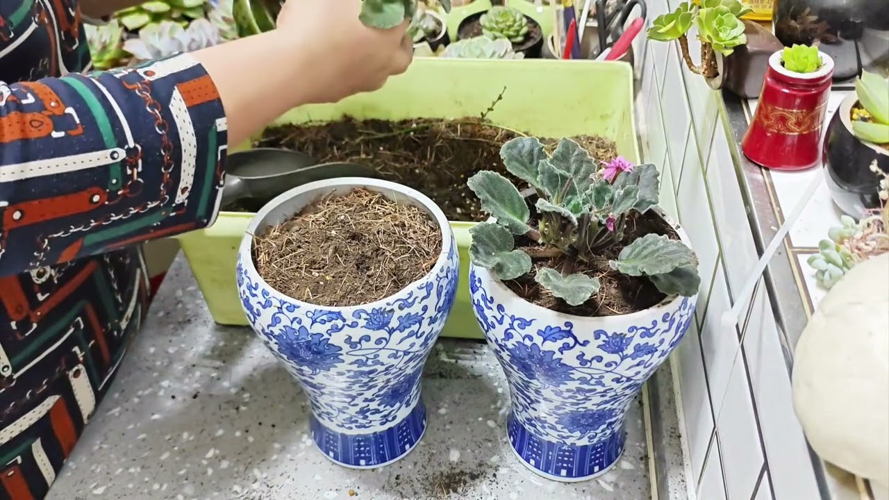勤花非洲堇