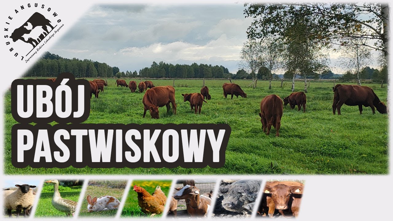 Lubuskie Angusowo - S6 E3 - Ubój na pastwisku
