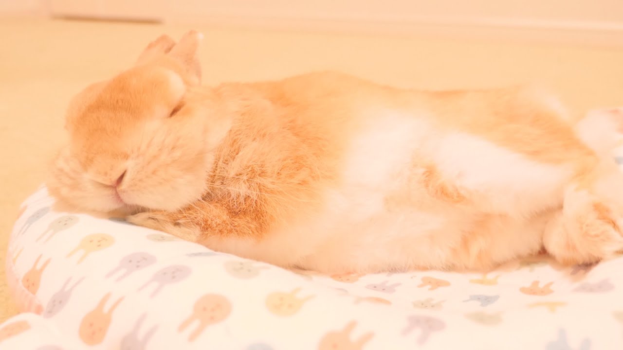 夜中に目が覚めたら隣でウサギが眠っていて可愛すぎました【No.602】