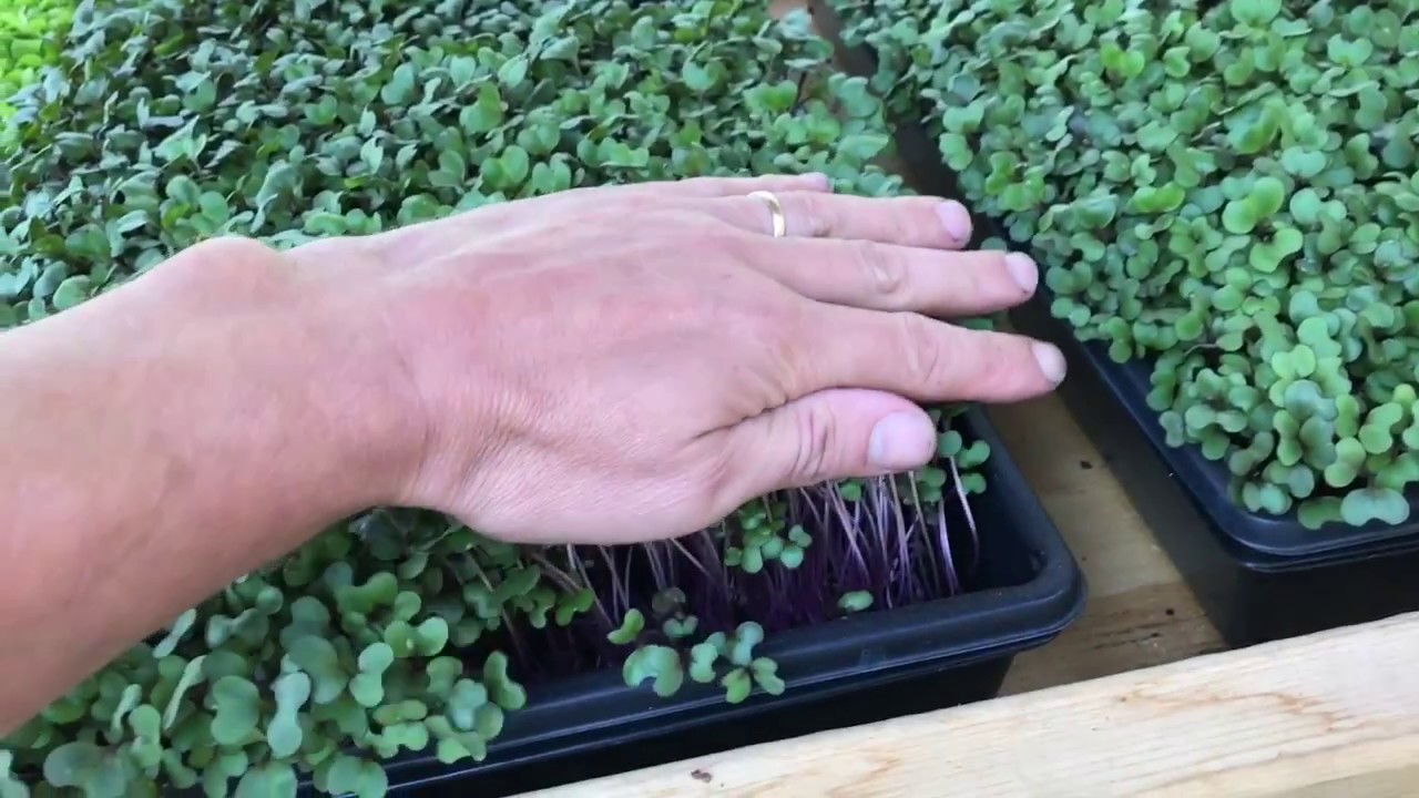 How to plant microgreens
