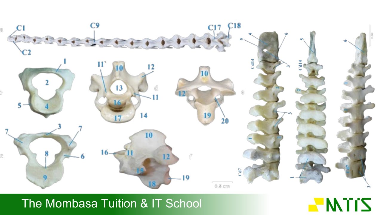 PREDICTING KCSE 2025 BIOLOGY PAPER 3 PRACTICAL EXAM PART A