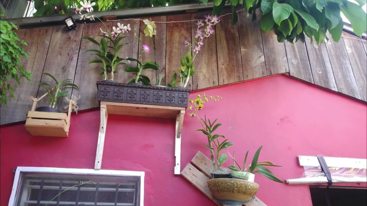 Bellas orquídeas para disfrutar